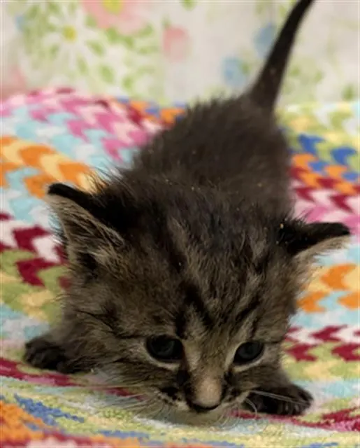 Adoptable Cat