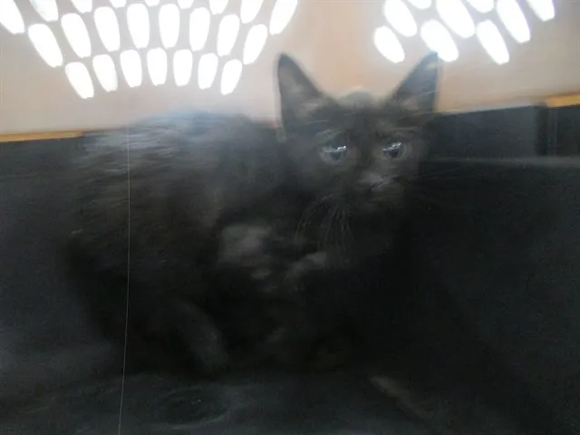Blackie