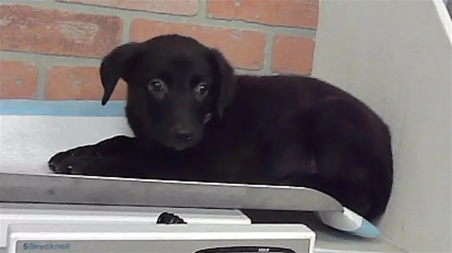 Adoptable Dog