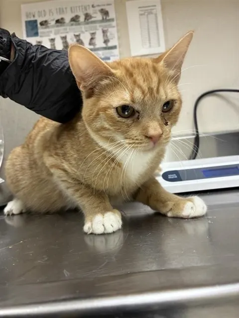 Adoptable Cat
