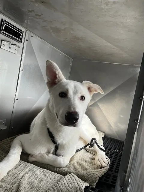 Krypto