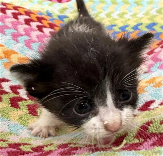 Adoptable Cat