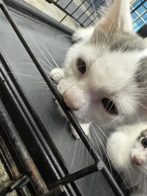 Adoptable Cat