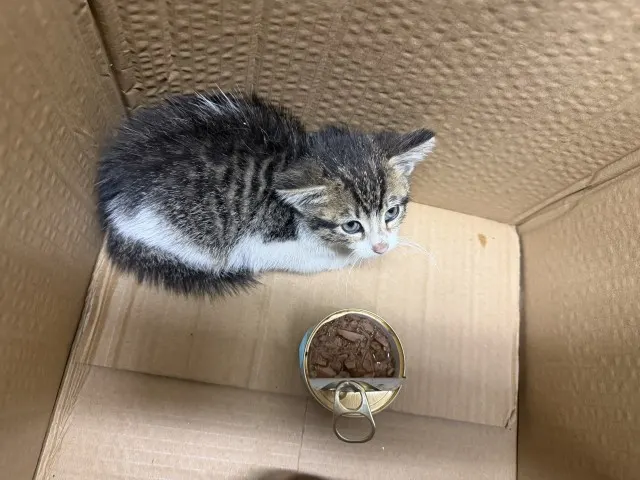 Adoptable Cat