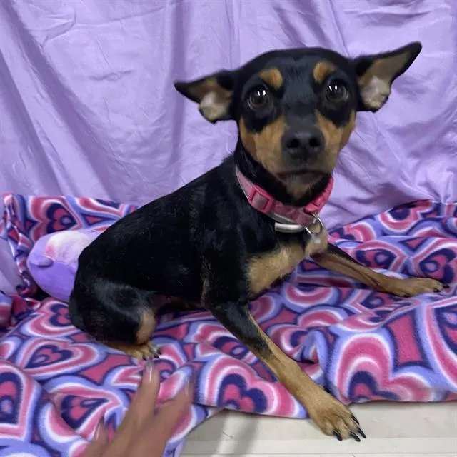 Adoptable Dog
