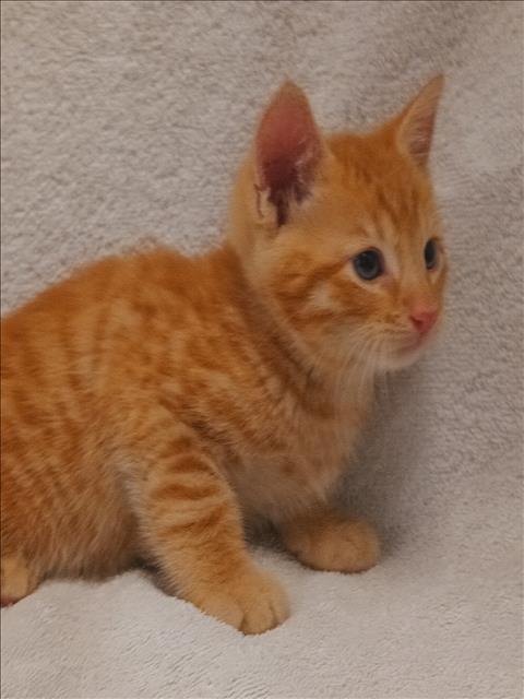 Caramel