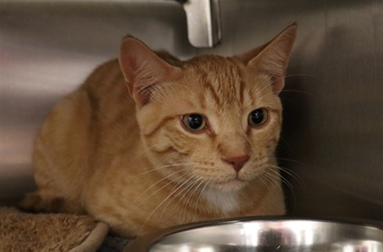 Adoptable Cat