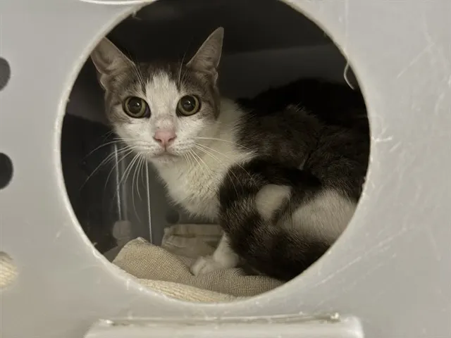 Marianna Barn Cat