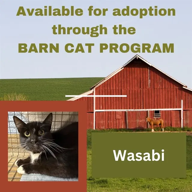 Wasabi Barn Cat
