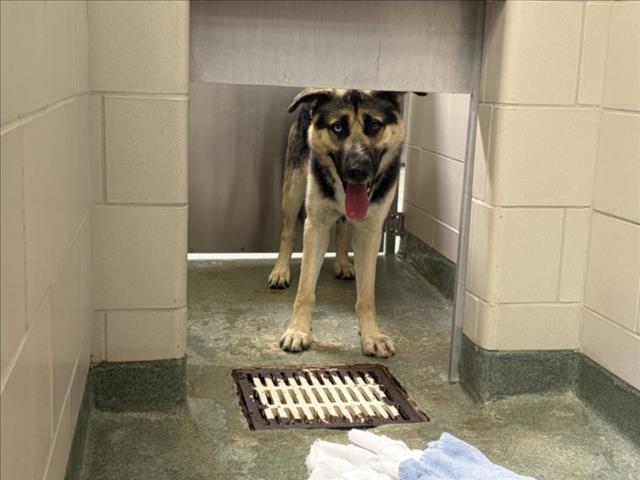 Adoptable Dog