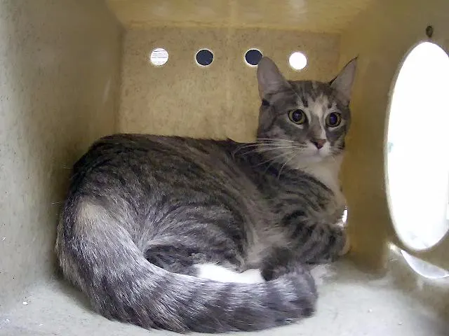 Adoptable Cat