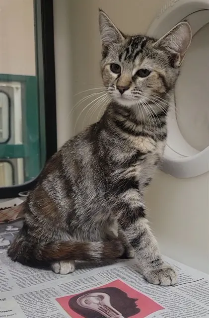 Adoptable Cat