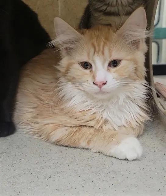 Adoptable Cat