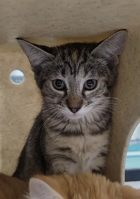 Adoptable Cat