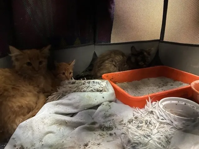 Adoptable Cat