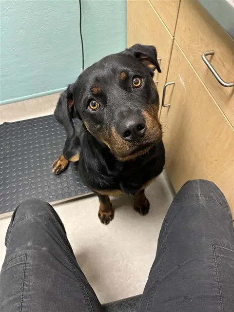 Adoptable Dog