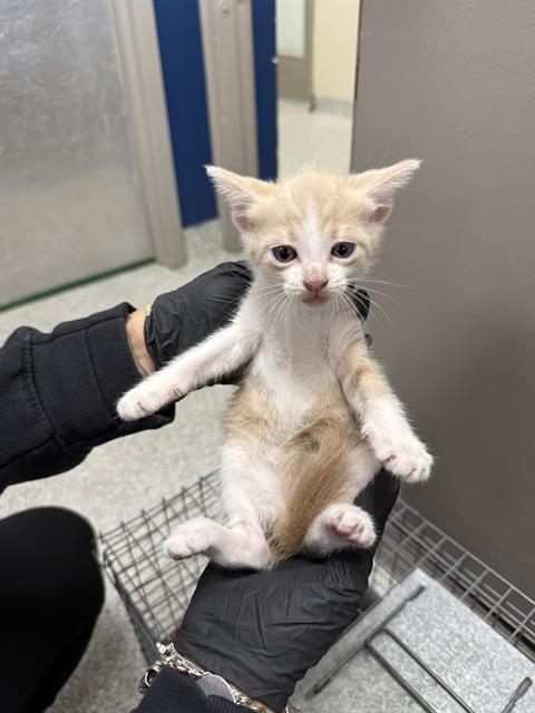 Adoptable Cat