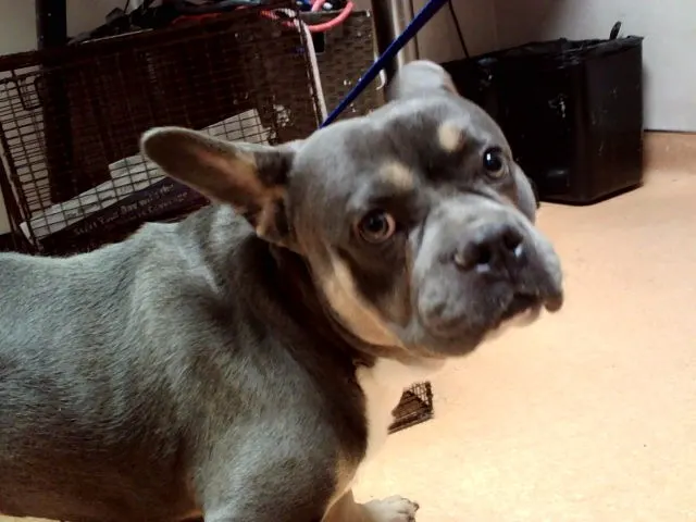 Adoptable Dog