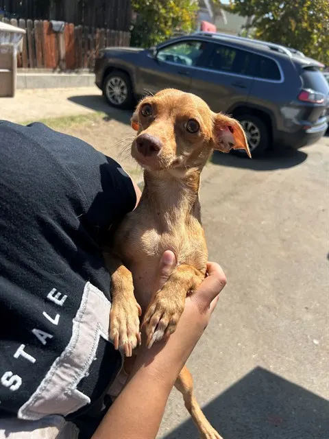 Adoptable Dog
