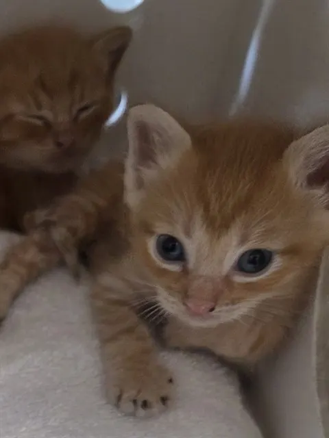 Sebastian