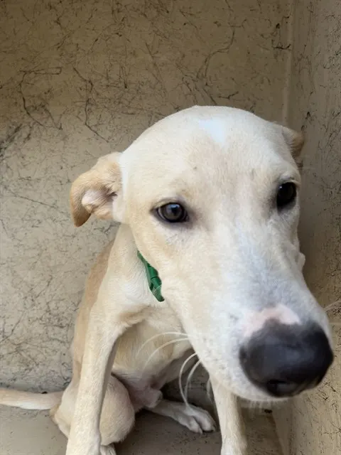 Adoptable Dog