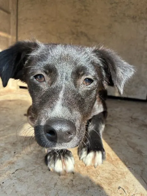 Adoptable Dog