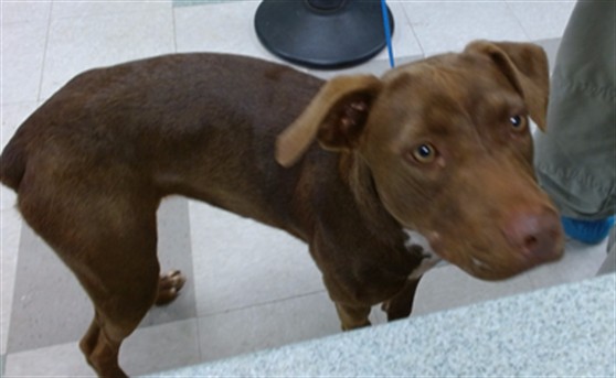 Adoptable Dog