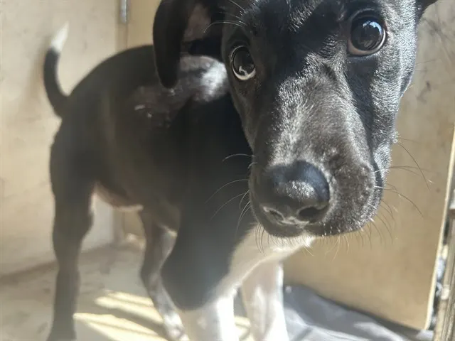 Adoptable Dog