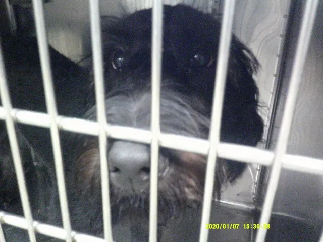Adoptable Dog