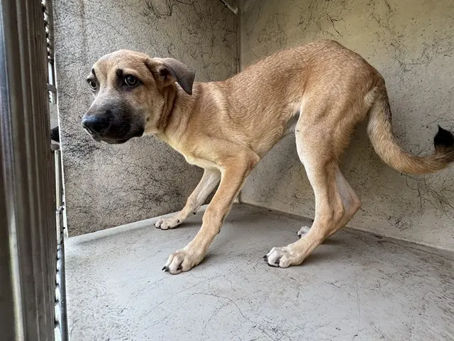 Adoptable Dog