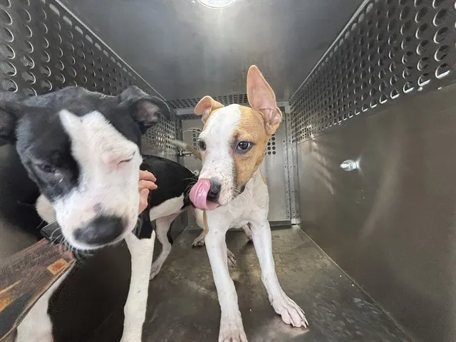 Adoptable Dog