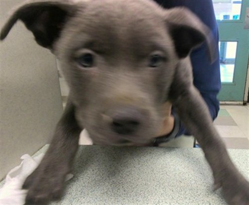 Adoptable Dog