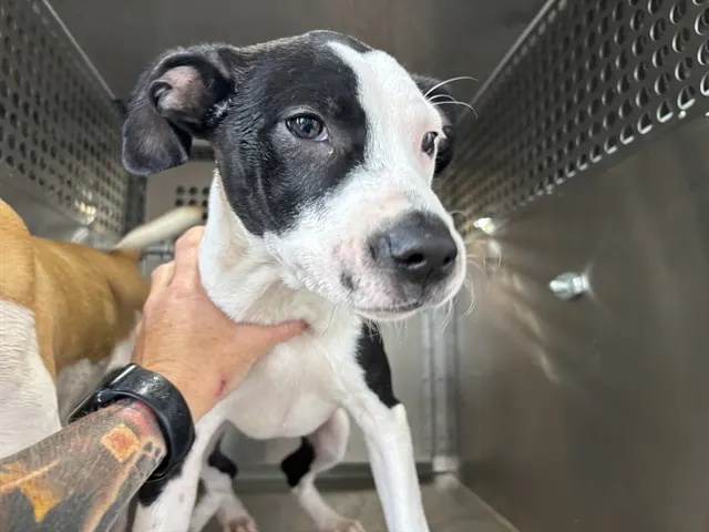 Adoptable Dog
