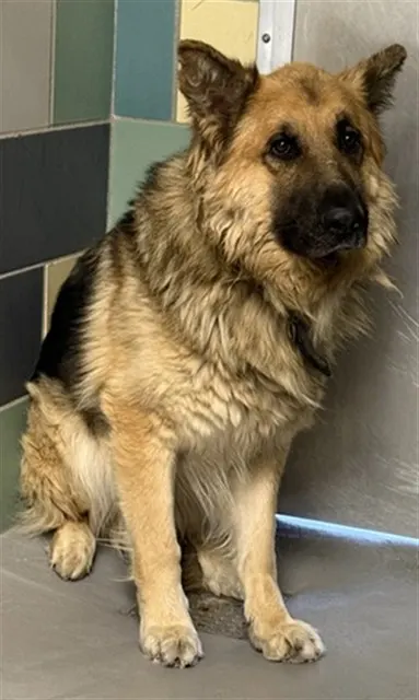 Simon