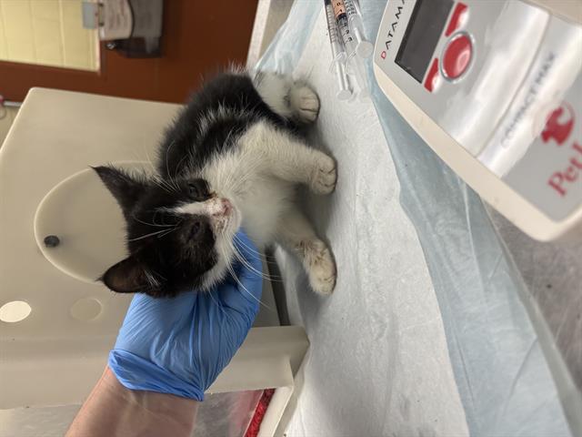 Tippicanoe