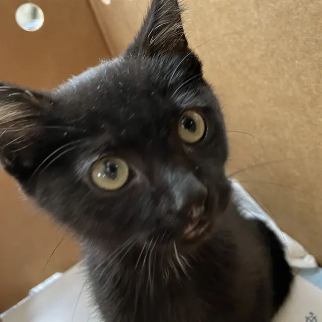 Salem