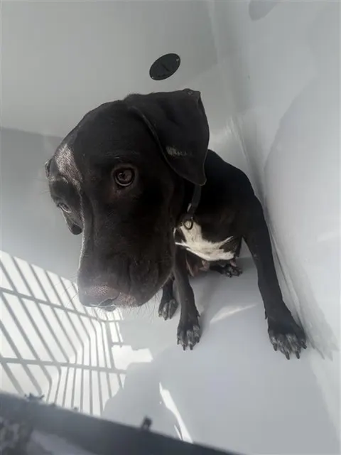 Adoptable Dog