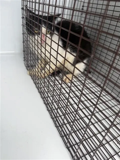 Adoptable Cat