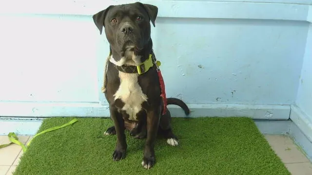Adoptable Dog