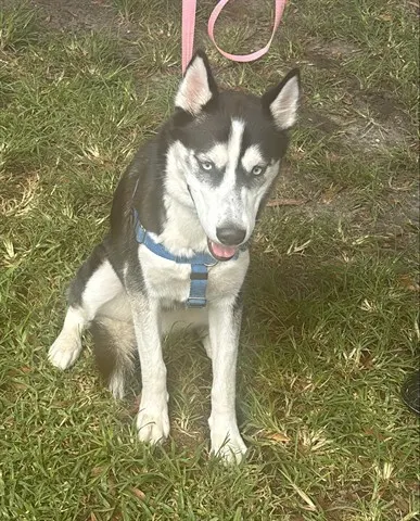 Sitka