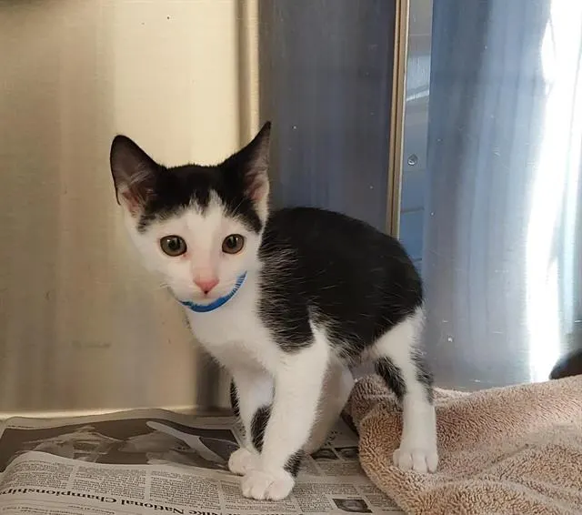 Oreo