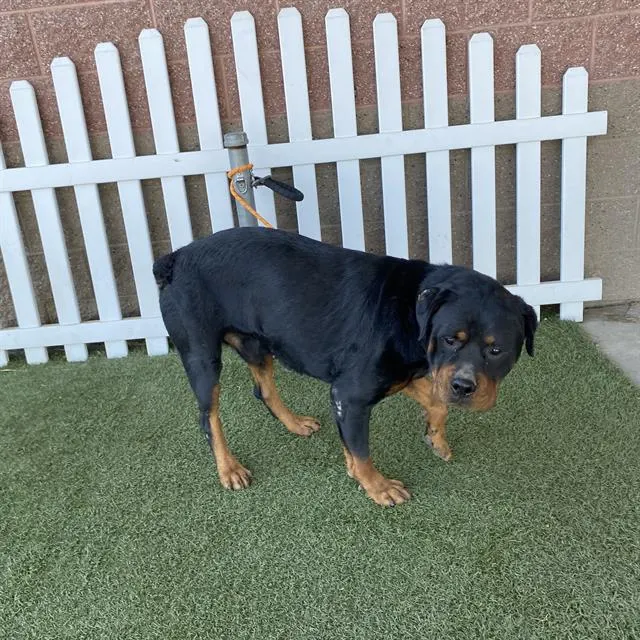 Adoptable Dog