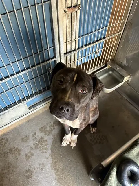 Adoptable Dog