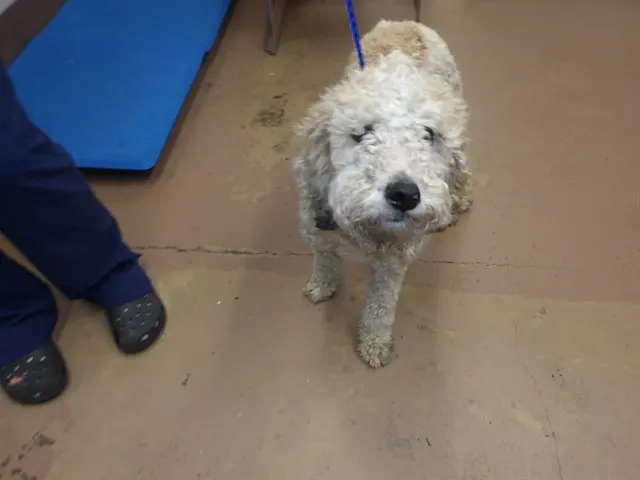 Adoptable Dog
