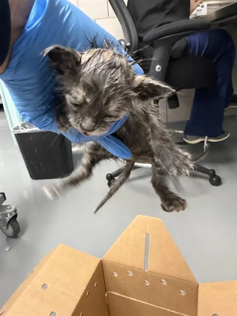 Adoptable Cat