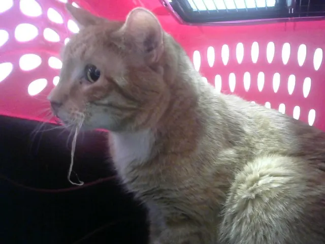 Jackson