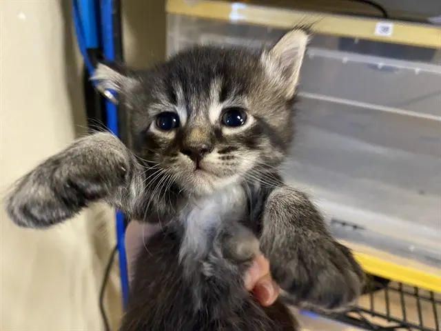 Adoptable Cat
