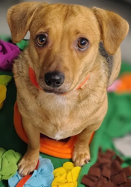 Peanut