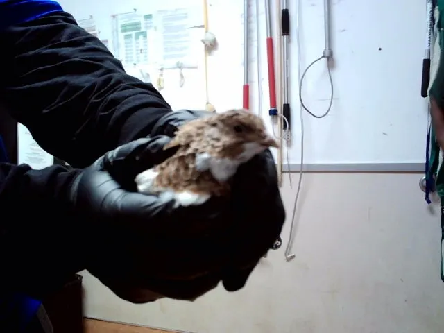 Adoptable Bird