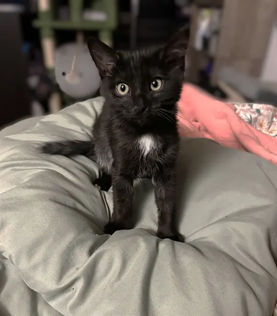 Mavis